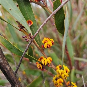 Daviesia suaveolens at Jerangle, NSW - suppressed