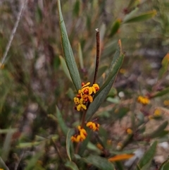 Daviesia suaveolens at Jerangle, NSW - 5 Oct 2024