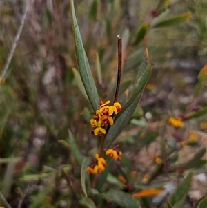 Daviesia suaveolens at Jerangle, NSW - 5 Oct 2024