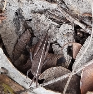 Goniaea opomaloides at Bungendore, NSW - suppressed