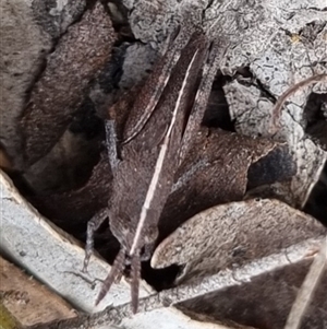 Goniaea opomaloides at Bungendore, NSW - suppressed