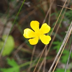 Ranunculus sp. (Buttercup) at Carwoola, NSW - 4 Oct 2024 by JodieR