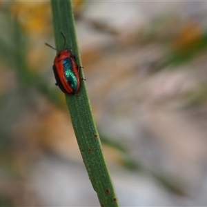 Calomela curtisi at Carwoola, NSW - 4 Oct 2024 11:30 AM