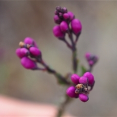 Comesperma ericinum (Heath Milkwort) at Carwoola, NSW - 4 Oct 2024 by JodieR