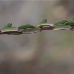 Comesperma ericinum at Carwoola, NSW - 4 Oct 2024