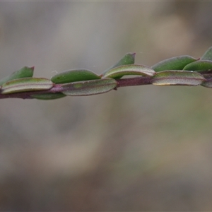 Comesperma ericinum at Carwoola, NSW - 4 Oct 2024