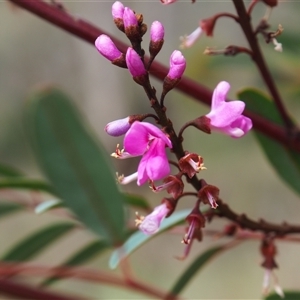 Indigofera australis subsp. australis at Carwoola, NSW - 4 Oct 2024 11:18 AM