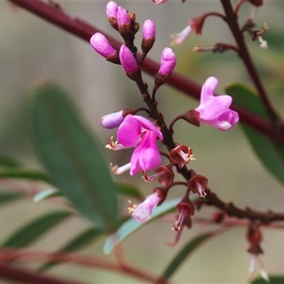 Indigofera australis subsp. australis (Australian Indigo) at Carwoola, NSW - 4 Oct 2024 by JodieR