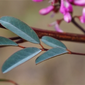 Indigofera australis subsp. australis at Carwoola, NSW - 4 Oct 2024