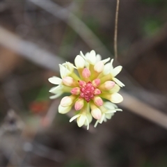 Stackhousia monogyna (Creamy Candles) at Carwoola, NSW - 4 Oct 2024 by JodieR