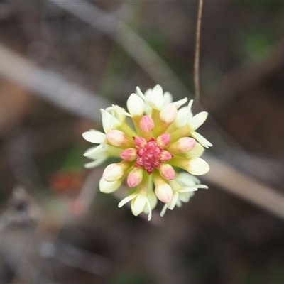 Stackhousia monogyna (Creamy Candles) at Carwoola, NSW - 4 Oct 2024 by JodieR