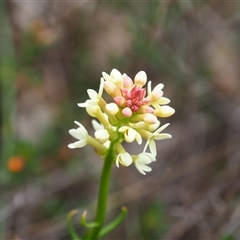 Stackhousia monogyna at Carwoola, NSW - 4 Oct 2024