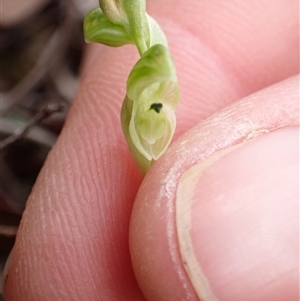 Hymenochilus cycnocephalus at Bungendore, NSW - suppressed