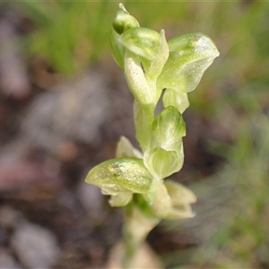 Hymenochilus cycnocephalus at Bungendore, NSW - suppressed