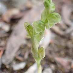 Hymenochilus cycnocephalus at Bungendore, NSW - suppressed