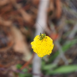 Caedicia simplex at Carwoola, NSW - 4 Oct 2024 11:20 AM