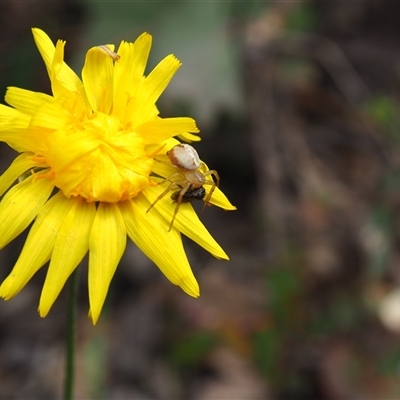 Australomisidia pilula (Lozenge-shaped Flower Spider) at Carwoola, NSW - 4 Oct 2024 by JodieR