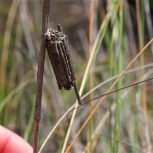 Clania ignobilis at Carwoola, NSW - 4 Oct 2024