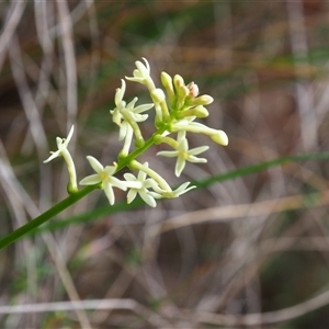 Stackhousia monogyna at Carwoola, NSW - 4 Oct 2024 11:06 AM