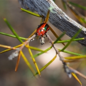 Calomela curtisi at Carwoola, NSW - 4 Oct 2024 11:03 AM