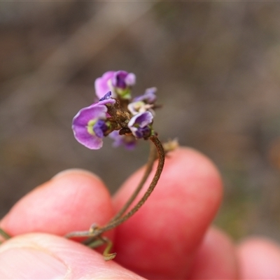 Glycine clandestina (Twining Glycine) at Carwoola, NSW - 4 Oct 2024 by JodieR