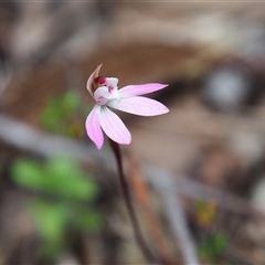 Caladenia fuscata (Dusky Fingers) at Carwoola, NSW - 4 Oct 2024 by JodieR