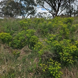 Euphorbia oblongata at Fyshwick, ACT - 5 Oct 2024