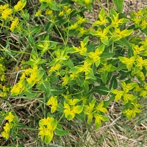 Euphorbia oblongata at Fyshwick, ACT - 5 Oct 2024