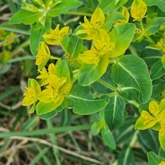 Euphorbia oblongata at Fyshwick, ACT - 5 Oct 2024 02:11 PM