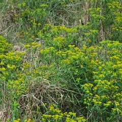 Euphorbia oblongata at Fyshwick, ACT - 5 Oct 2024