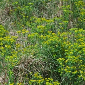 Euphorbia oblongata at Fyshwick, ACT - 5 Oct 2024