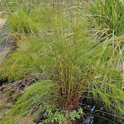 Baloskion tetraphyllum (Swamp Foxtails) at McKellar, ACT - 5 Oct 2024 by Jiggy