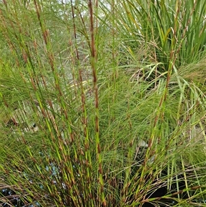 Baloskion tetraphyllum at McKellar, ACT - 5 Oct 2024 05:27 PM