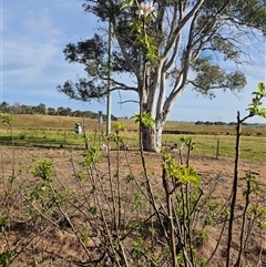 Malus pumila (Apple) at Macgregor, ACT - 4 Oct 2024 by Jiggy