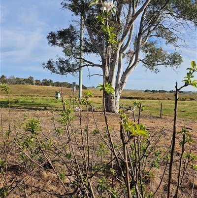 Malus pumila (Apple) at Macgregor, ACT - 3 Oct 2024 by Jiggy