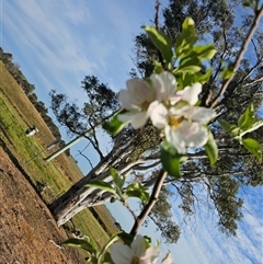 Malus pumila at Macgregor, ACT - 4 Oct 2024