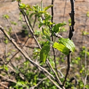 Malus pumila at Macgregor, ACT - 4 Oct 2024