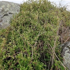 Rubus parvifolius (Native Raspberry) at Macgregor, ACT - 1 Oct 2024 by Jiggy