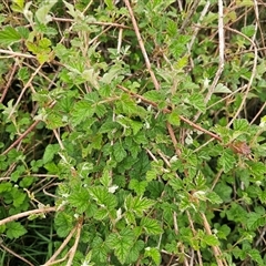 Rubus parvifolius at Macgregor, ACT - 1 Oct 2024 08:21 AM