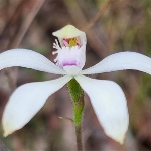 Caladenia ustulata at Bungendore, NSW - 5 Oct 2024