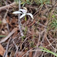 Caladenia ustulata at Bungendore, NSW - 5 Oct 2024