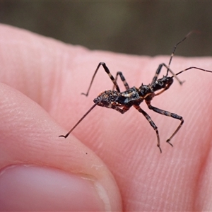 Pristhesancus plagipennis at Bungendore, NSW - suppressed