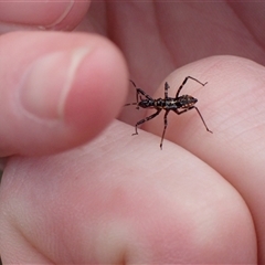 Pristhesancus plagipennis at Bungendore, NSW - suppressed