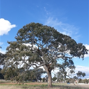 Eucalyptus melliodora at Franklin, ACT - 5 Oct 2024 02:57 PM