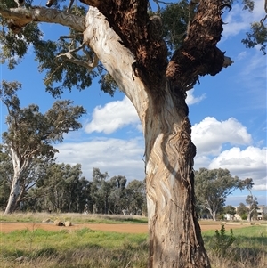 Eucalyptus melliodora at Franklin, ACT - 5 Oct 2024 02:57 PM