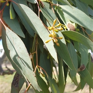 Eucalyptus melliodora at Franklin, ACT - 5 Oct 2024