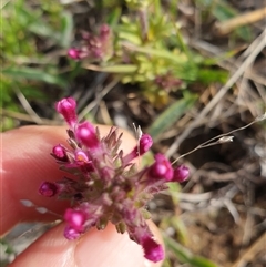 Parentucellia latifolia at Gungahlin, ACT - 5 Oct 2024