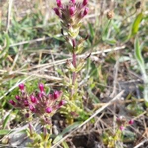 Parentucellia latifolia at Gungahlin, ACT - 5 Oct 2024