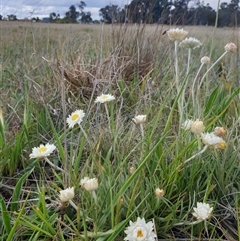 Leucochrysum albicans subsp. tricolor (Hoary Sunray) at Franklin, ACT - 5 Oct 2024 by Jeanette