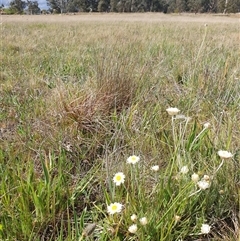 Leucochrysum albicans subsp. tricolor at Franklin, ACT - suppressed